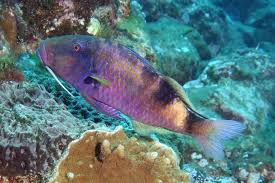 Image result for Parupeneus trifasciatus