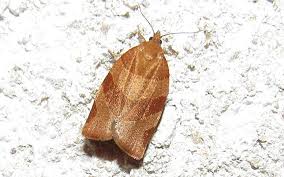 Attēlu rezultāti vaicājumam “Pandemis cinnamomeana”