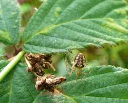 Attēlu rezultāti vaicājumam “Metellina segmentata”