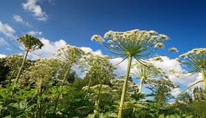 Attēlu rezultāti vaicājumam “Heracleum sosnowskyi flower”