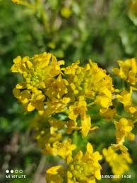 Attēlu rezultāti vaicājumam “Barbarea vulgaris subsp. arcuata”