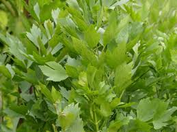 Image result for Liebstöckel