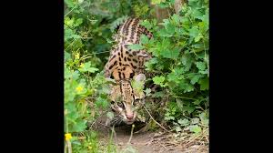 Image result for оцелот