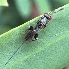 Attēlu rezultāti vaicājumam “Torymidae”