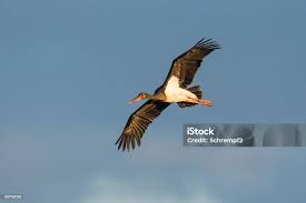 Attēlu rezultāti vaicājumam “Ciconia ciconia juvenile”