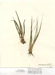 Attēlu rezultāti vaicājumam “Isoetes echinospora”