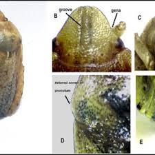 Attēlu rezultāti vaicājumam “Eurygaster testudinaria imago”