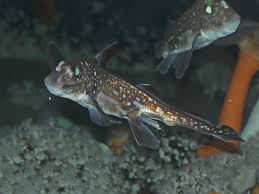 Image result for Hydrolagus colliei