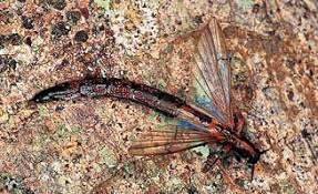 Attēlu rezultāti vaicājumam “Lymexylidae”