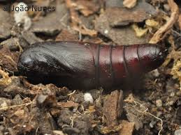 Attēlu rezultāti vaicājumam “Phalera bucephala imago”