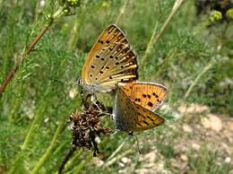 Attēlu rezultāti vaicājumam “Lycaena alciphron underside”