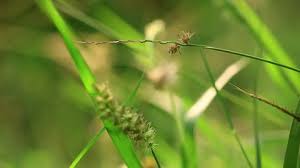 Attēlu rezultāti vaicājumam “Carex praecox”