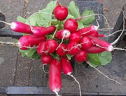 Attēlu rezultāti vaicājumam “Raphanus sativus”