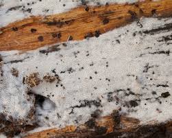 Attēlu rezultāti vaicājumam “Ceriporia viridans”