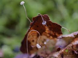 Attēlu rezultāti vaicājumam “Mycena belliarum”