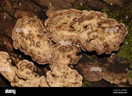 Attēlu rezultāti vaicājumam “Datronia mollis”