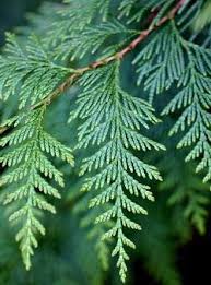 Attēlu rezultāti vaicājumam “Thuja plicata”