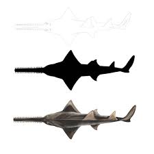 Image result for Pristis pristis