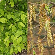 Attēlu rezultāti vaicājumam “Carpinus betulus”