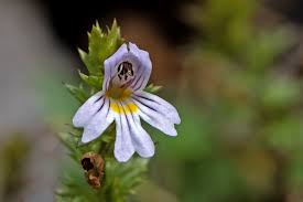 Attēlu rezultāti vaicājumam “Euphrasia”