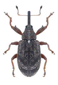 Attēlu rezultāti vaicājumam “Anthonomus pomorum”