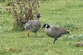 Attēlu rezultāti vaicājumam “Anser serrirostris adult”