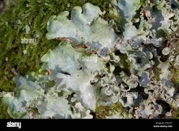 Attēlu rezultāti vaicājumam “Cetrelia olivetorum”