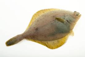 Image result for Limanda limanda