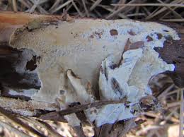 Attēlu rezultāti vaicājumam “Rosellinia desmazieri spores”