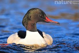 Attēlu rezultāti vaicājumam “Mergus merganser male”