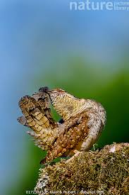 Image result for Jynx torquilla