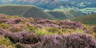 Image result for Long Mynd