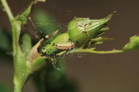 Attēlu rezultāti vaicājumam “Cnaemidophorus rhododactyla”