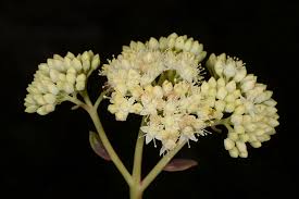 Attēlu rezultāti vaicājumam “Hylotelephium maximum flower”