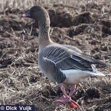 Attēlu rezultāti vaicājumam “Anser brachyrhynchus adult”