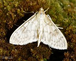 Attēlu rezultāti vaicājumam “Pleuroptya ruralis”