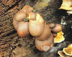 Attēlu rezultāti vaicājumam “Lycogala flavofuscum”