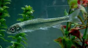 Image result for Chondrostoma nasus