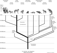 Image result for Evolution Stammbaum