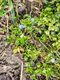 Attēlu rezultāti vaicājumam “Veronica persica flower”