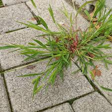 Attēlu rezultāti vaicājumam “Setaria viridis leaf”