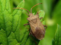 Attēlu rezultāti vaicājumam “Coreus marginatus”