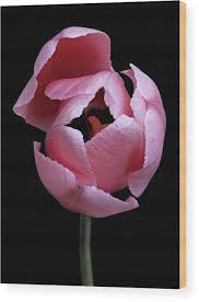 Attēlu rezultāti vaicājumam “Tulipa gesneriana flower”