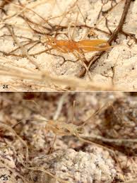 Attēlu rezultāti vaicājumam “Troglodytes troglodytes adult”