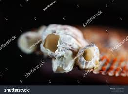 Attēlu rezultāti vaicājumam “Balanus improvisus”