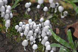 Attēlu rezultāti vaicājumam “Coprinus disseminatus”