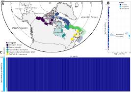 Image result for Boreogadus saida