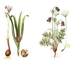 Attēlu rezultāti vaicājumam “Pulsatilla pratensis leaf”