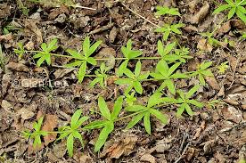 Attēlu rezultāti vaicājumam “Galium triflorum leaf”