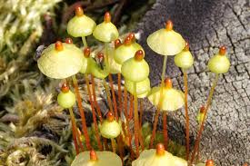 Attēlu rezultāti vaicājumam “Splachnum ampullaceum sporophyte”